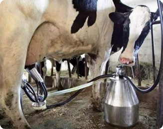 Alimentação adequada é vital para conseguirmos o máximo da produção leiteira