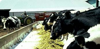 Benefícios da correta suplementação na recria de bovinos