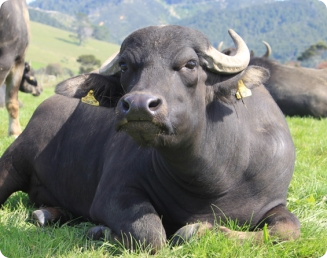 Produção e o rendimento da carne de búfalo