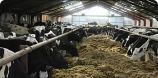 Manejo mecânico de alta tecnologia aumenta a produtividade leiteira