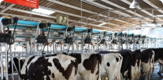 Importância da suplementação mineral para bovinos de leite