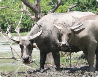 Manejo do pasto pode garantir produtividade até 1.200% maior na criação de búfalos