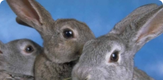 Sinais de fecundação das coelhas