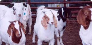 Gestação das cabras e seu diagnóstico