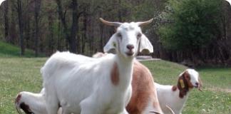 Sintomas e cuidados com a gestação das cabras