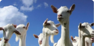 Inseminação artificial em cabras