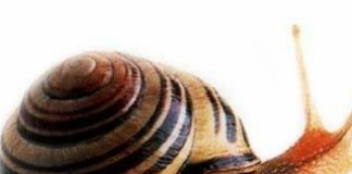 A importância da umidade para os escargots