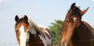 A importância do manejo no aprendizado dos cavalos
