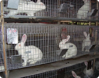 Aleitamento artificial dos coelhos