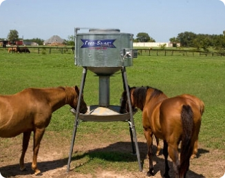 Alimentação dos Cavalos
