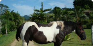 Cavalo Mangalarga - bonito e funcional