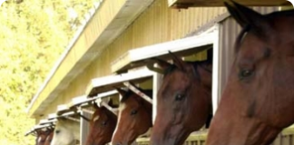 Cavalos - Cuidados e Manejo