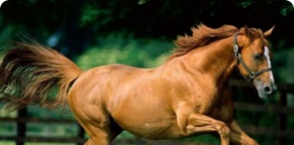 Cavalos - Sua História e Evolução