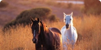 Cavalos - cobertura, gestação e castração