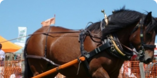 Cavalos de lida: Como cuidar dos equinos trabalhadores?