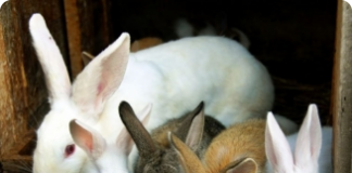 Classificação dos coelhos pelo comprimento dos pelos e sua cor