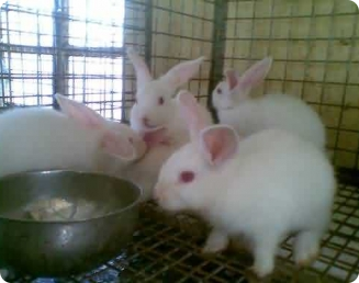 Comedouros para os coelhos