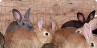 Criação de coelhos - separação e engorda