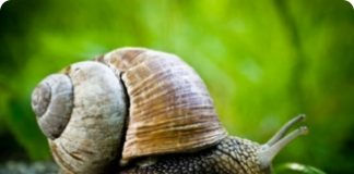 Criação de escargots - mitos e verdades