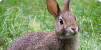 Diferenças e semelhanças entre coelhos e lebres