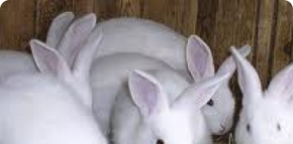Inseminação artificial em coelhos