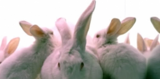 Métodos de identificação dos coelhos