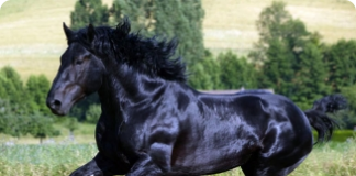 Percheron - importante raça de cavalo para tração