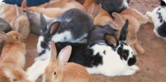 Regras práticas para a alimentação dos coelhos