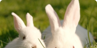 Ventilação em galpões para a criação de coelhos