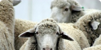 A lã dos ovinos