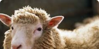 Alimentação e manejo de ovinos