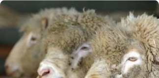 Conheça os procedimentos para a seleção dos ovinos