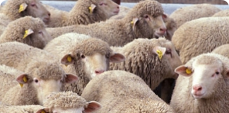 Criação de carneiros e escolha dos reprodutores