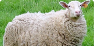 Criação de ovinos - reprodução e manejo