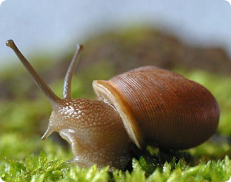 O uso de concentrados na alimentação dos escargots