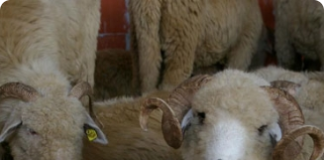 Produtos da ovinocultura