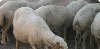 Reprodução e identificação dos ovinos