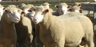 Tosquia de ovinos