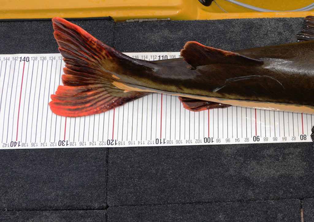 Por que levar uma régua de medir peixe?