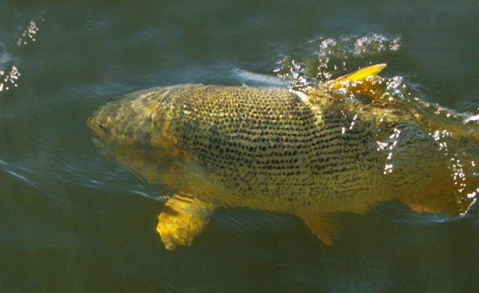 Quais são as melhores iscas artificiais para pescar dourado?