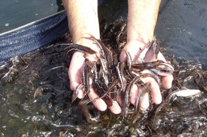 Criação de peixes: tamanho do lago x quantidade de exemplares