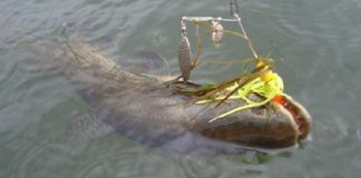 Como trabalhar a isca artificial spinnerbait na pesca de traíras