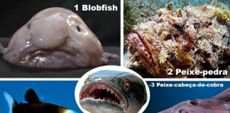 Os cinco peixes mais feios do mundo