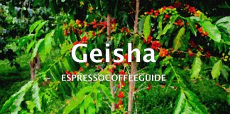Café Geisha no Brasil