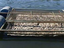 Contaminação por agrotóxicos gera prejuízos para pesca