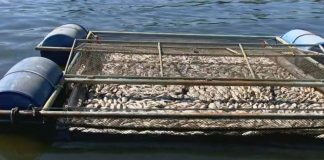 Contaminação por agrotóxicos gera prejuízos para pesca