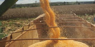 Milho mantém trajetória de alta em outubro, afirma o Cepea