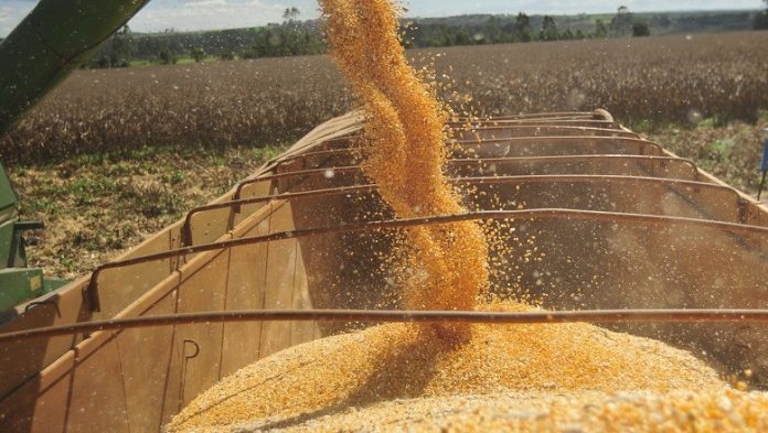 Milho mantém trajetória de alta em outubro, afirma o Cepea