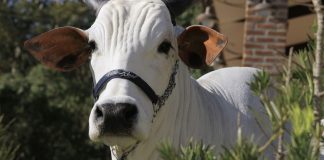 Vaca é vendida por preço recorde neste ano: R$ 1,95 milhão