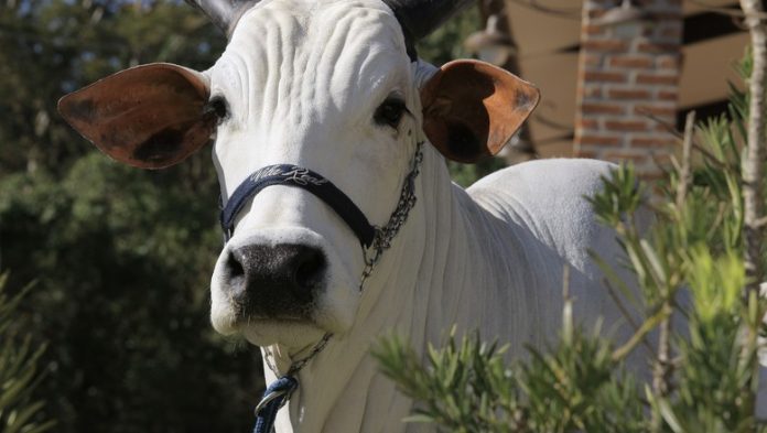 Vaca é vendida por preço recorde neste ano: R$ 1,95 milhão